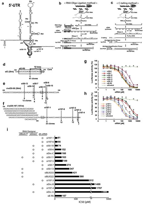 (a) Complicated secondary structure of the 5′-UTR in the HCV genome50 ... 
