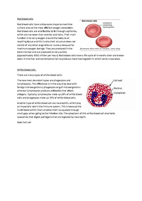 Red Blood Cells 9dwjidwjjwijdwi Red Blood Cells Red Blood Cells