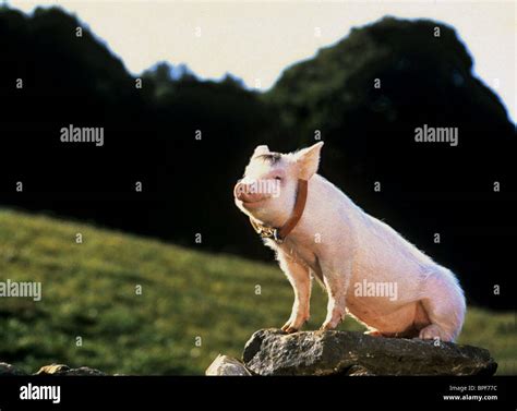 Babe Pig High Resolution Stock Photography And Images Alamy