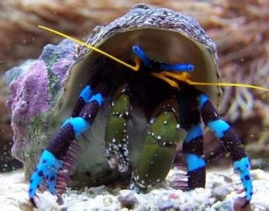 Electric Blue Hermit Crab Saltwater Invertebrate Species Profile