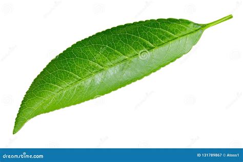 Peach With Leaf Stock Photography 44530130