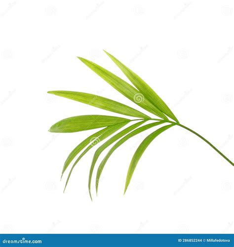 Vivid Green Palm Tree Leaf Isolated On White Background Stock Photo