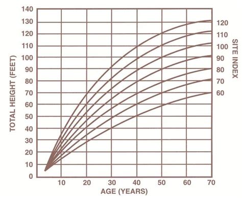 Growth Rate Of Loblolly Pine Chart Pelajaran