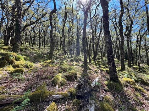 Dartmoor S Daughter Dartmoor National Park All You Need To Know Before You Go