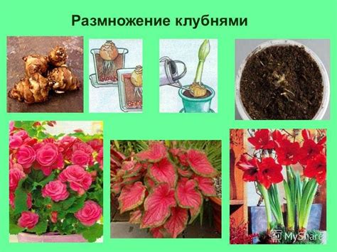 растения размножающиеся клубнями примеры