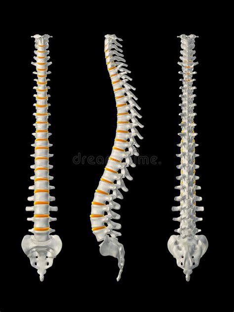 Coluna Vertebral Da Coluna Humana O Nome E A Descri O De Todos Os