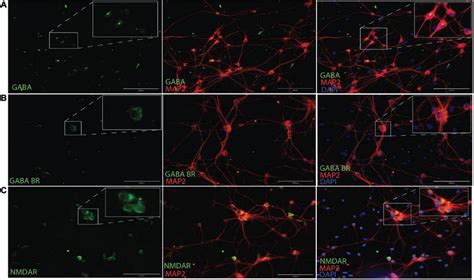 Immunocytochemistry For Gaba A Gabab Receptors B And Nmda