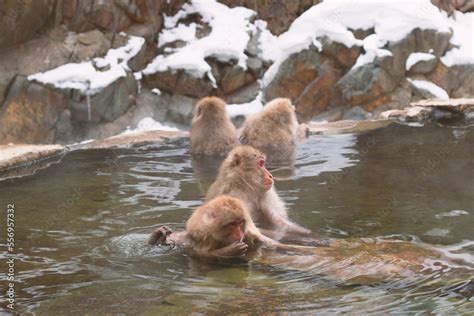 Snow Monkeys Japanese Jigokudani Monkey Park Monkeys Bathing In Natural Hot Spring At Nagano
