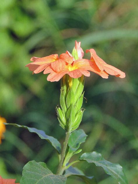 Crossandra infundibuliformis | Orange Firecracker Flower | 20 Seeds