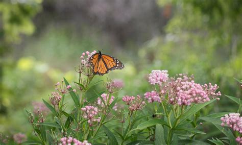 Monarch Butterfly Species Wwf