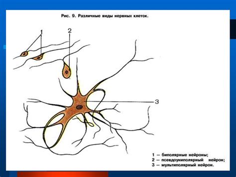 Анатомия центральной нервной системы - презентация онлайн