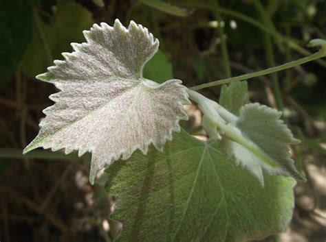 vitis girdiana hisour