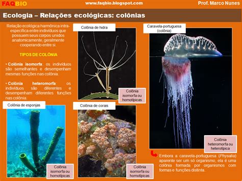 FAQBIO Apoio Ao Estudo De Biologia Ficha Resumo Ecologia