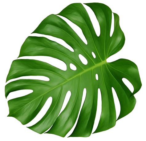 Printable Monstera Leaf Outline