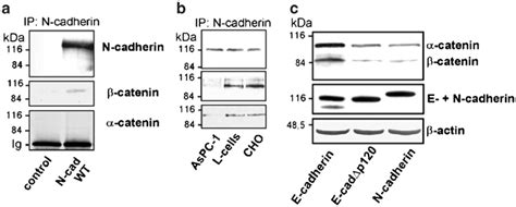 Analysis of catenins associated with N-cadherin. (a)... | Download ...