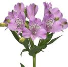 Альстромерии купить в Минске с доставкой в интернет-магазине - LIONflowers