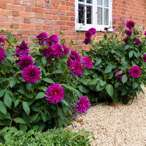 how to store dahlias in winter 8