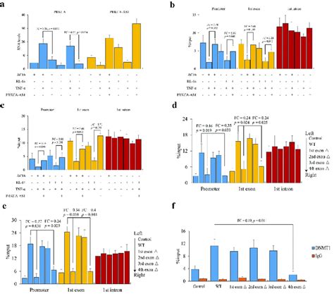 The Role Of PRKCA AS1 In Regulating PRKCA Expression In RHD A The