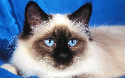 Cats Cat Animal Blue Eyes Birman Cat Hd Wallpaper Peakpx