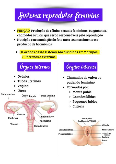 O Sistema Reprodutor Feminino Desempenha As Seguintes Funções Exceto