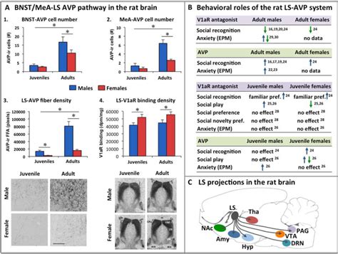 Sex Differences In The Regulation Of Social And Anxiety Related Behaviors Insights From
