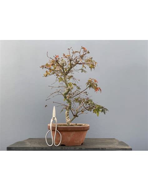 Bonsái Acer Palmatum Deshojo Arce Japonés 20683