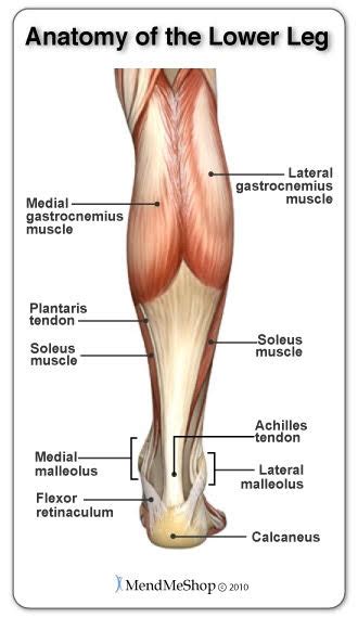 Lower leg anatomy | mythoughtlane