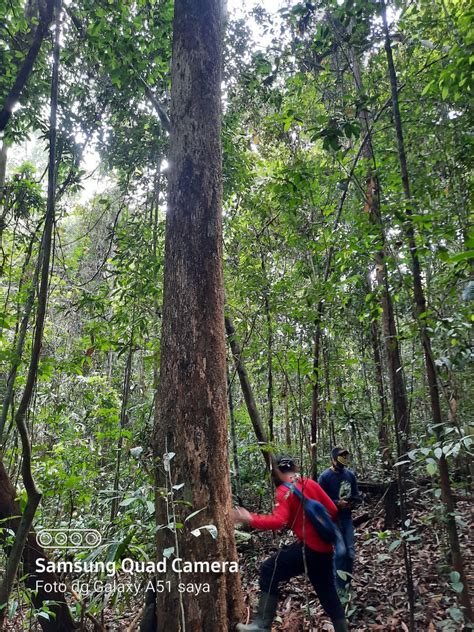 Tim Sptn Wilayah Ii Baserah Tn Tesso Nilo Laksanakan Penanaman Taman