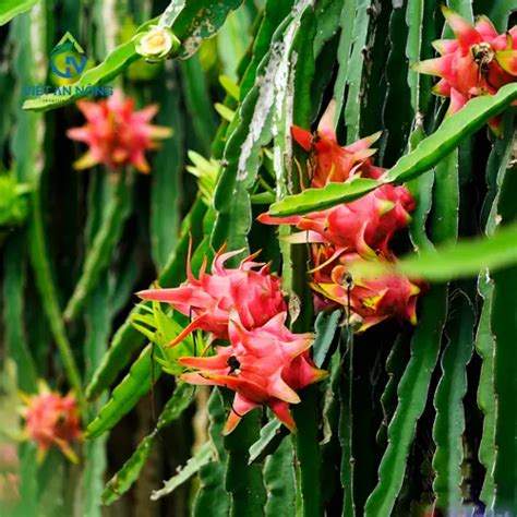 ky thuat trong va tuoi thanh long chat luong cao