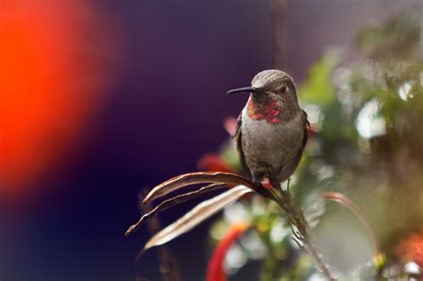 Birds Nature Branch Wildlife Hummingbirds Beak Flower Bird