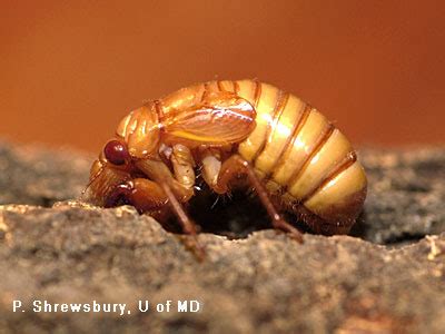 Progressive Charlestown Sex Crazed Critters Hold Special Meaning