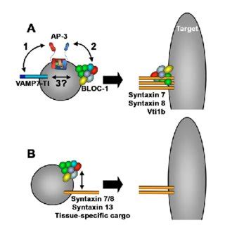 Nomenclature and structure of AP-3 subunit isoforms. (A) AP-3 subunit ...
