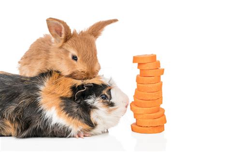 Free Picture Two Cute Black Guinea Pigs