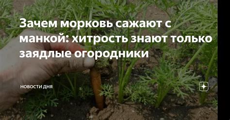 Зачем морковь сажают с манкой: хитрость знают только заядлые огородники ...