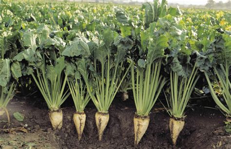 Кормовая свекла (фото): выращивание и уход, как сажать семенами в ...