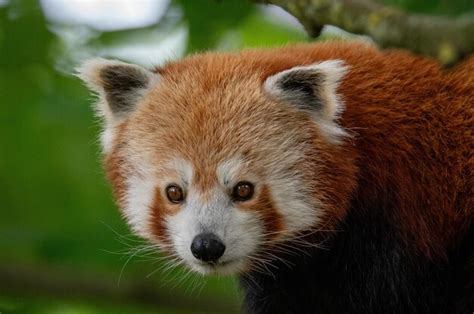 Premium Photo | Closeup of a red panda