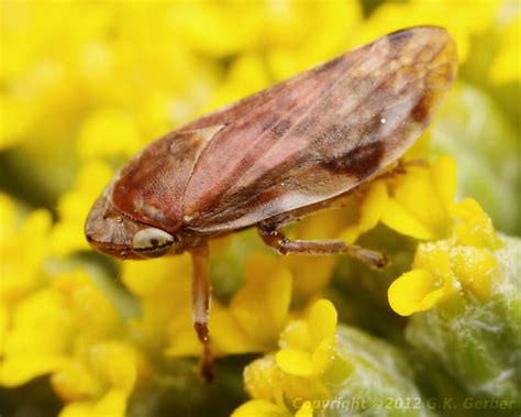 Brown Hopper Philaenus Spumarius Bugguide Net