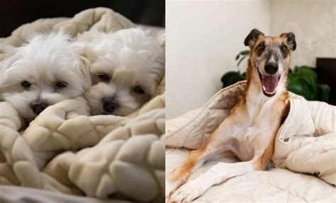 Por Qu Los Perros Rascan La Cama Descubre Las Razones