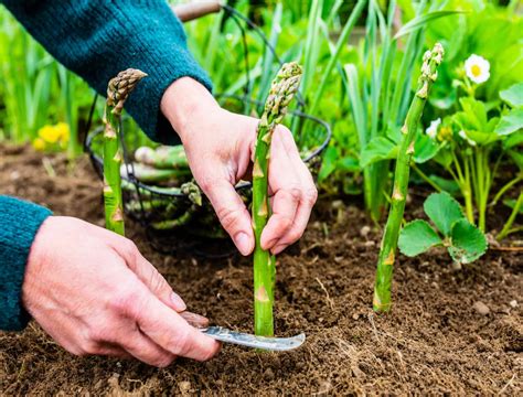 asparagus how to pick 9