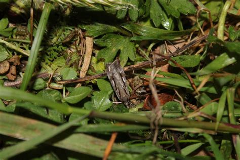 Scoparia Cyameuta From Lees Valley New Zealand On December 10 2022 At