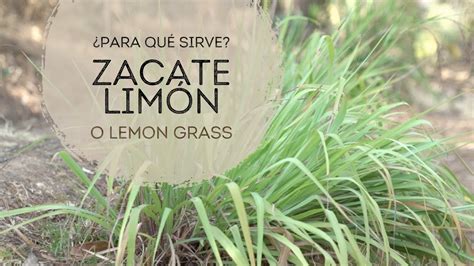 Descubre El Poder De La Lemongrass Propiedades Y Usos De Esta Planta