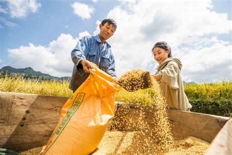 China To See Higher Autumn Grain Output In 2023 Cn