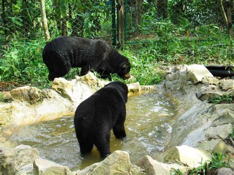 Konservasi Beruang Madu Di Balikpapan