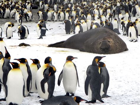 Pinguim Rei Esp Cies Caracter Sticas Reprodu O Alimenta O E