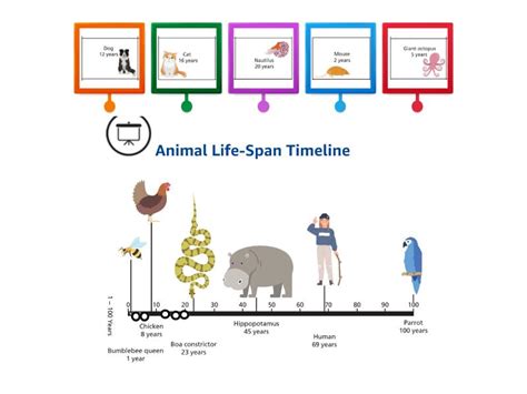 Animal Life Span Timeline - Labelled diagram
