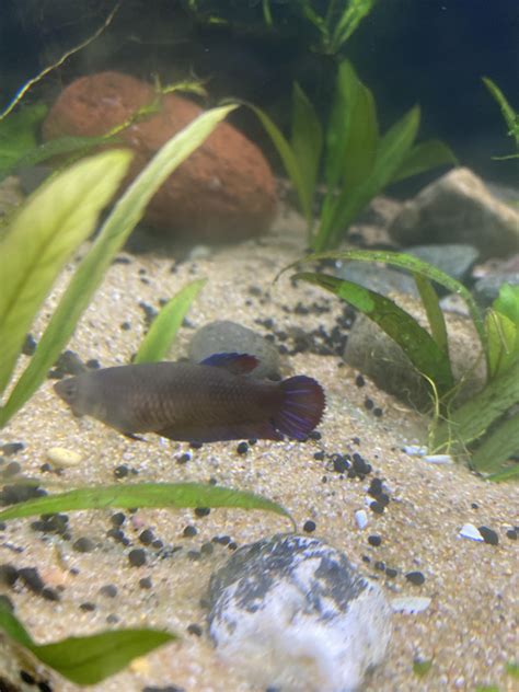 tips for betta fish stressed easily 2