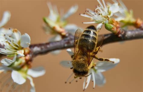 Insecto Abeja Entomolog A Foto Gratis En Pixabay Pixabay