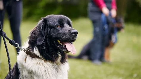 One to One Dog Training - Everything You Need to Know