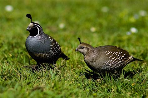 California Quail Pair Quail Bird Facts Facts For Kids