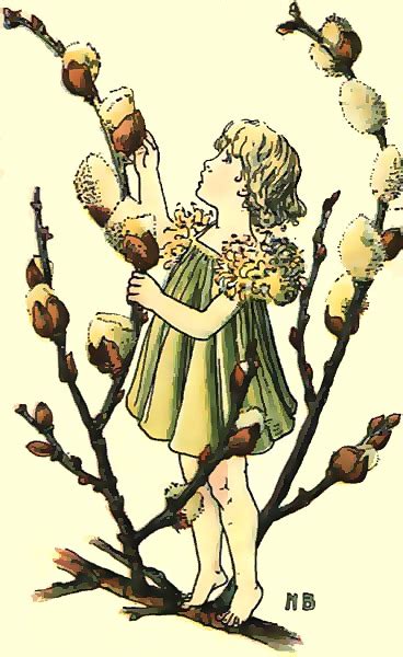 Pussy Willows Down By The Brook